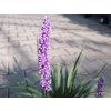 Liriope Money Maker (4)