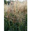Ozdobnice čínská 'Cute One' - Miscanthus sinensis 'Cute One'  Miscanthus sinensis 'Cute One'