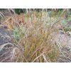 Ozdobnice čínská 'Purple Fall' - Miscanthus sinensis 'Purple Fall'  Miscanthus sinensis 'Purple Fall'
