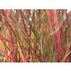Ozdobnice čínská 'Purple Fall' - Miscanthus sinensis 'Purple Fall'  Miscanthus sinensis 'Purple Fall'