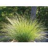 Opadavec - Sporobolus heterolepis  Sporobolus heterolepis