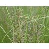Opadavec - Sporobolus heterolepis  Sporobolus heterolepis