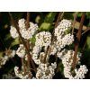 Krásnoplodka Bodinierova MAGICAL SNOWSTAR 'Kolmsnostar'  Callicarpa bodinieri MAGICAL SNOWSTAR 'Kolmnostar'