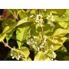 Krásnoplodka Bodinierova MAGICAL SNOWSTAR 'Kolmsnostar'  Callicarpa bodinieri MAGICAL SNOWSTAR 'Kolmnostar'
