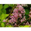 Syringa Kojubella (1)