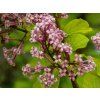 Syringa Kojubella (3)