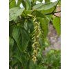 Acer Silver Vein (3)