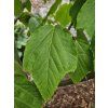 Acer Silver Vein (5)