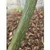 Acer Silver Vein (1)