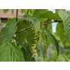 Acer Silver Vein (2)