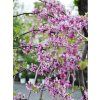 Zmarlika kanadská 'Cascading Hearts'  Cercis canadensis 'Cascading Hearts'