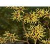 Vilín prostřední 'Westerstede'  Hamamelis x intermedia 'Westerstede'