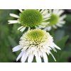 Třapatka DELICIOUS NOUGAT 'Noecthree' PBR - Echinacea DELICIOUS NOUGAT 'Noecthree' PBR  Echinacea DELICIOUS NOUGAT 'Noecthree'