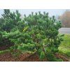 Pinus thunbergii Majima