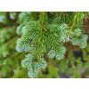 Abies amabilis (3)
