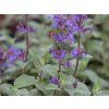 Šanta zkřížená 'Grol' -  Nepeta x faassenii 'Grol'  Nepeta x faassenii 'Grol'