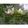 Magnolie 'Ambrosia'  Magnolia 'Ambrosia'