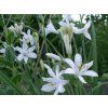 Paradisie liliovitá 'Major' - Paradisea liliastrum 'Major'  Paradisea liliastrum 'Major'