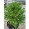 Pinus nigra 'Petra' (1)