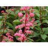 Rodgersie 'Bronze Paecock' - Rodgersia podophylla 'Bronze Paecock'  Rodgersia podophylla 'Bronze Paecock'