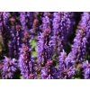 Šalvěj hajní 'Marvel Sky Blue' - Salvia nemorosa 'Marvel Sky Blue'  Salvia nemorosa 'Marvel Sky Blue'