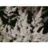 Čechrava Arendsova 'Bumalda' - Astilbe x arendsii 'Bumalda'  Astilbe x arendsii 'Bumalda'
