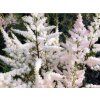 Čechrava Arendsova 'Bumalda' - Astilbe x arendsii 'Bumalda'  Astilbe x arendsii 'Bumalda'