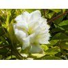 Clematis 'Duchess of Edinburgh' (1)