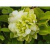 Clematis Kohana