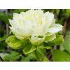 Plamének 'Kohana'  Clematis 'Kohana'
