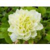 Plamének 'Kohana'  Clematis 'Kohana'