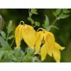 Plamének 'Lambton Park'  Clematis tangutica 'Lambton Park'