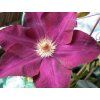 Plamének VOLCANO 'Mazowsze'  Clematis VOLCANO 'Mazowsze'