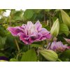 Clematis Piilu (2)