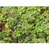 Rozchodník oreganum - Sedum oreganum  Sedum oreganum
