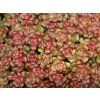 Rozchodník oreganum - Sedum oreganum  Sedum oreganum