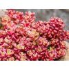 Rozchodník oreganum - Sedum oreganum  Sedum oreganum