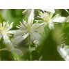 Plamének 'Early Snow'  Clematis terniflora 'Early Snow'