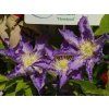 Clematis 'Thyrislund'