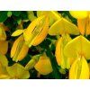 Čilimník 'Golden Sunlight'  Cytisus 'Golden Sunlight'
