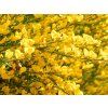 Čilimník 'Golden Sunlight'  Cytisus 'Golden Sunlight'