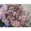 103421 2 rozchodnik velky seduction cherry chocolate sedum telephium seduction cherry chocolate