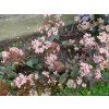 103421 3 rozchodnik velky seduction cherry chocolate sedum telephium seduction cherry chocolate