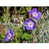 Geranium wallichianum 'Bloom Me Away' (1)