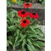 Třapatka nachová Sombrero 'Sangrita' - Echinacea purpurea Sombrero 'Sangrita'  Echinacea purpurea Sombrero 'Sangrita'