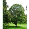 acer cappadocicum