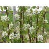Muchovník olšolistý 'Obelisk'  Amelanchier alnifolia 'Obelisk'