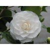 Kamélie japonská 'Nobilissima'  Camellia japonica 'Nobilissima'