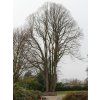 Tilia cordata winter