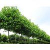 Platan javorolistý 'Alphen's Globe'  Platanus x acerifolia 'Alphen's Globe'